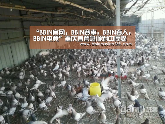 “BBIN官网,BBIN赛事,BBIN真人,BBIN电竞”重庆首套急倾斜中厚煤层综采设备落户逢春煤矿(图3) BBIN官网,BBIN赛事,BBIN真人,BBIN电竞